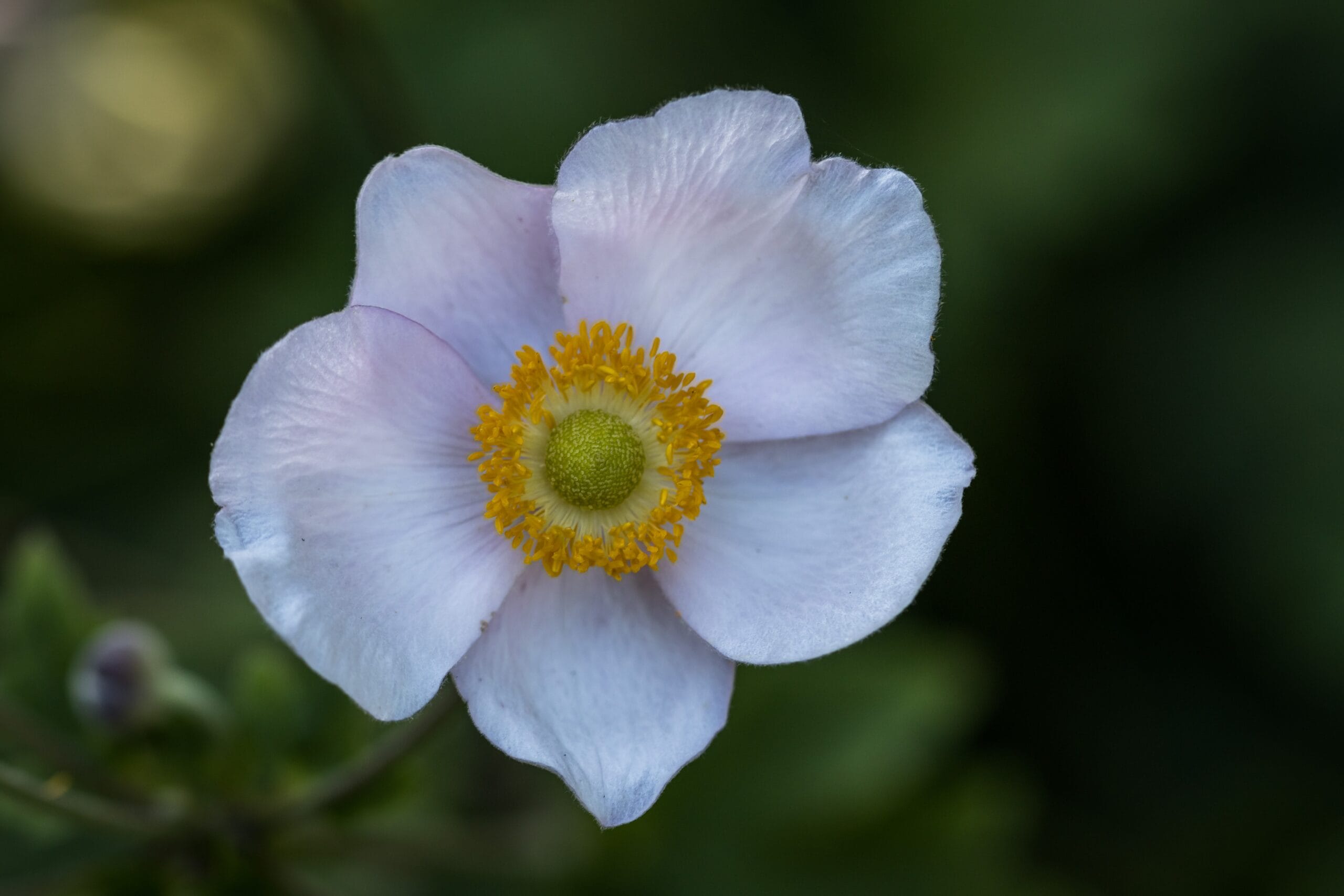 Anemone hybrida
