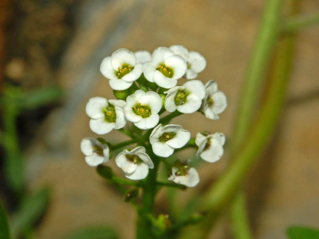 Lobularia maritima