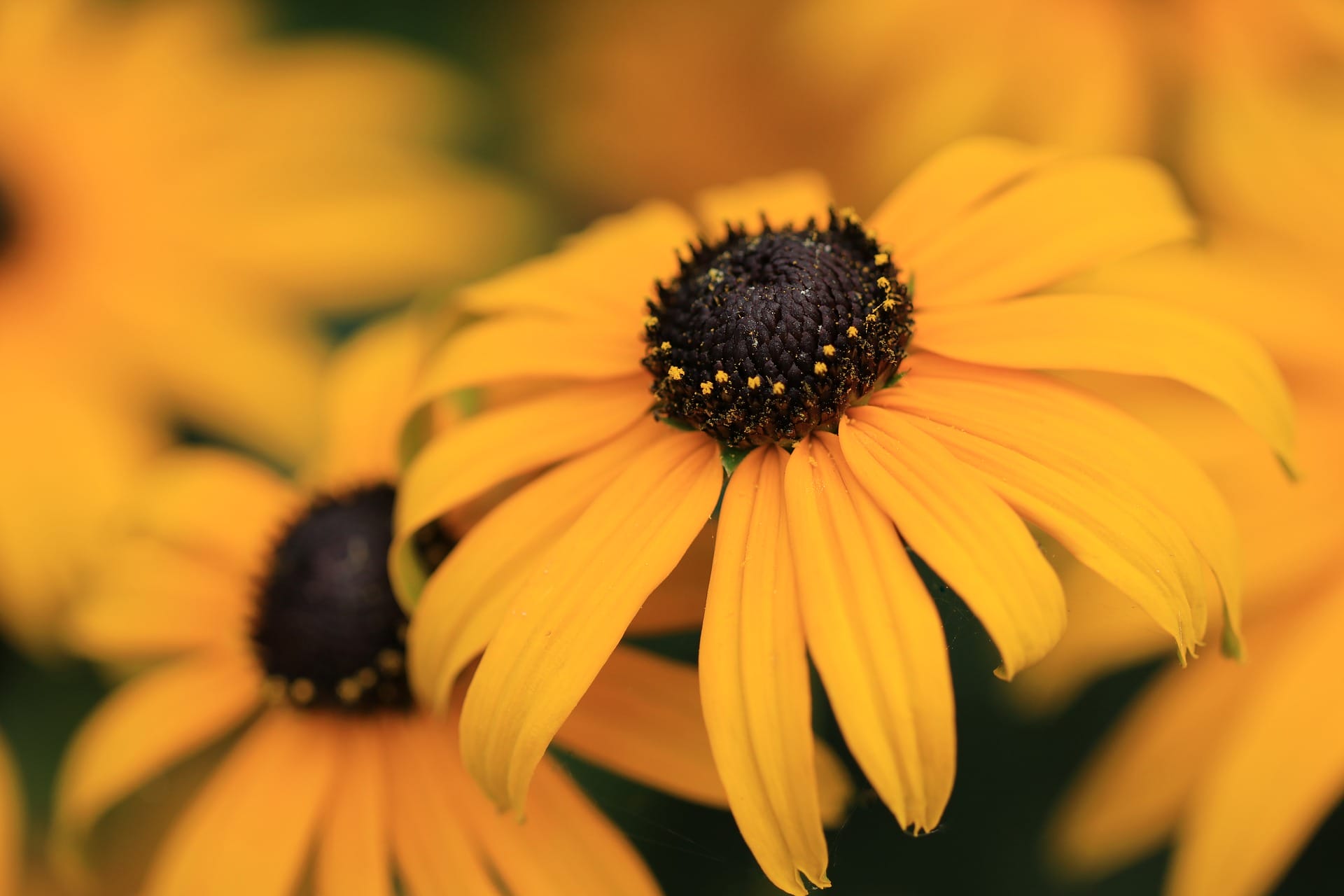 Rudbeckie