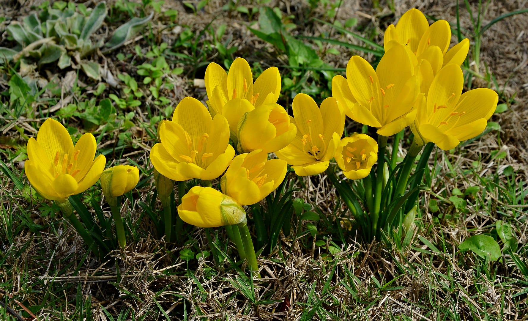 Sternbergia