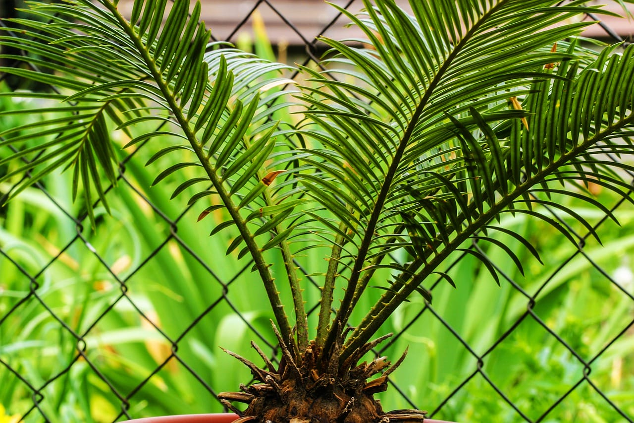 cycas