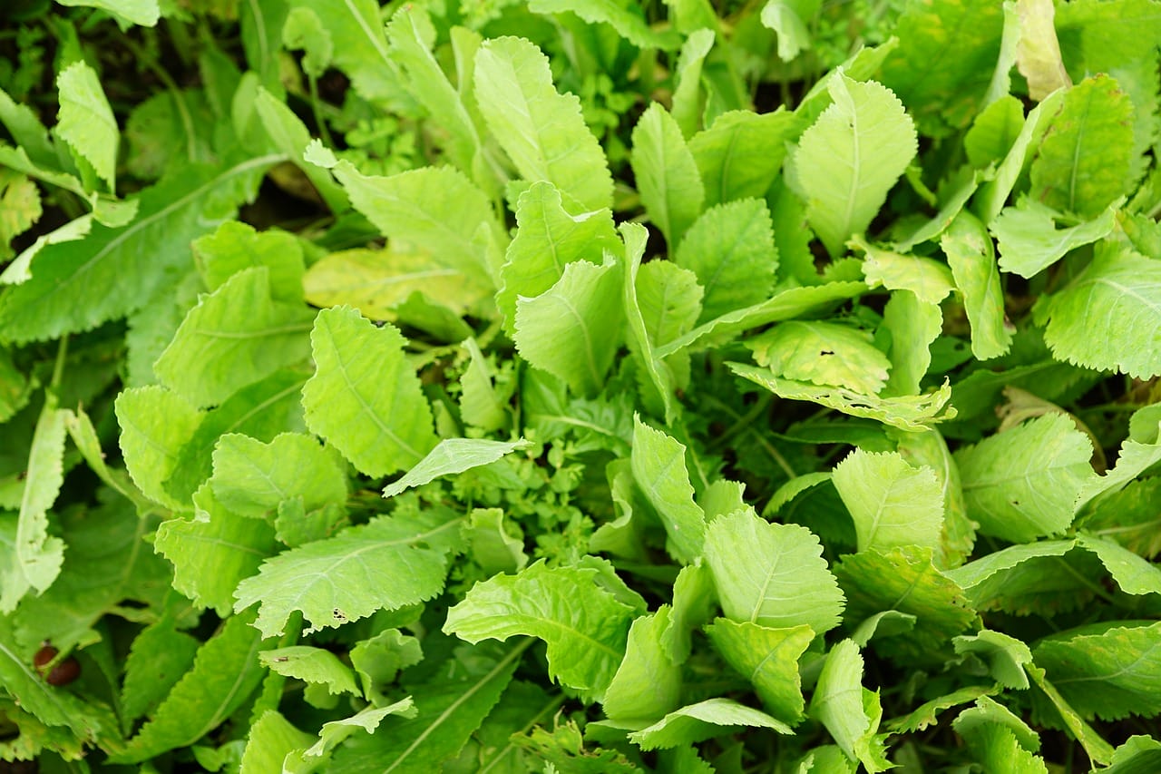 erba aromatica tanacetum