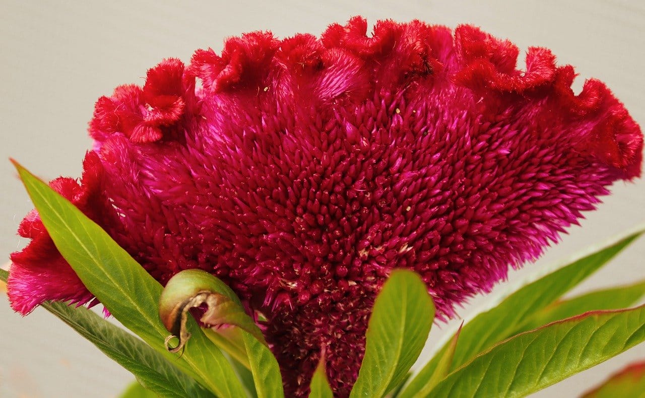 fiore celosia crestata