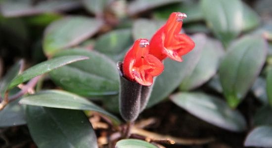 fiori di aeschynanthus lobbianus.
