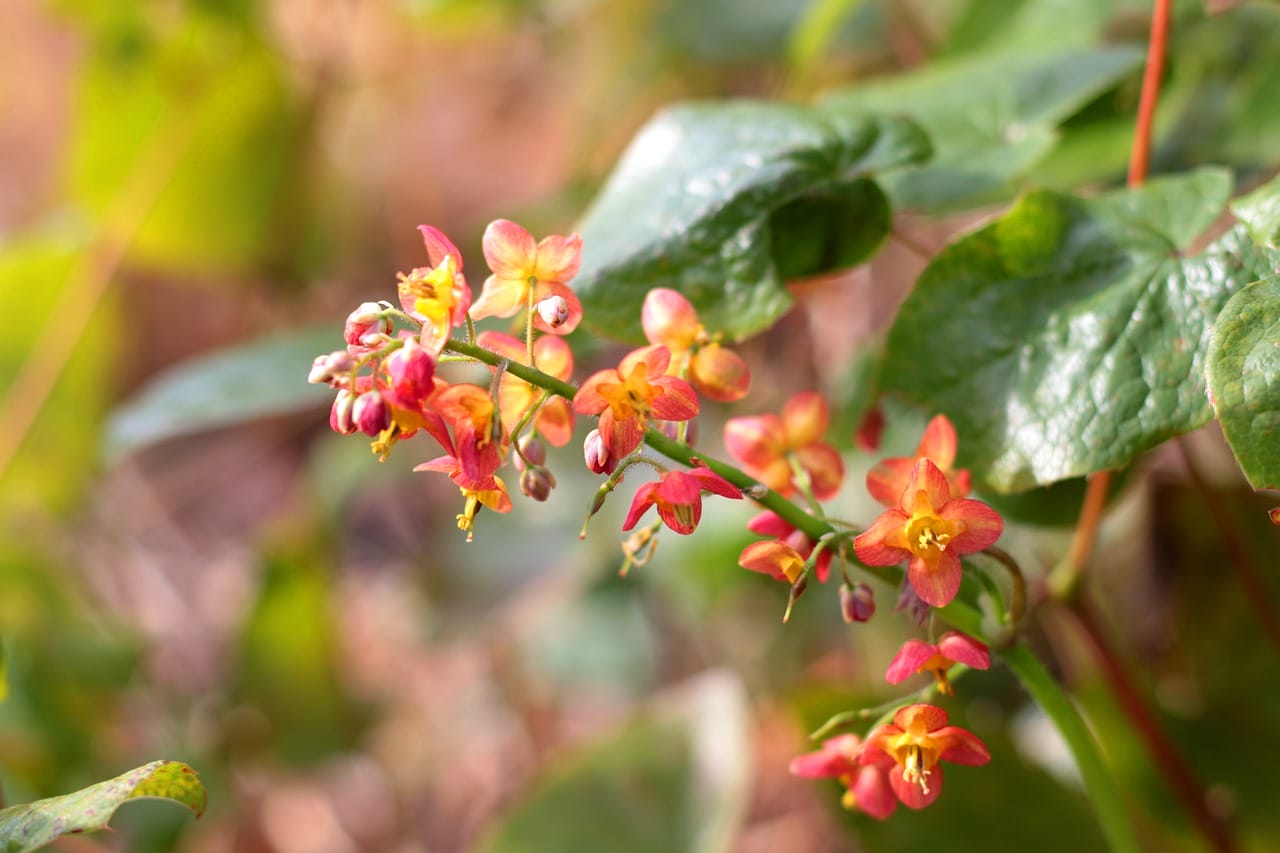 fiori di epimedium