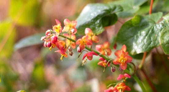 fiori di epimedium