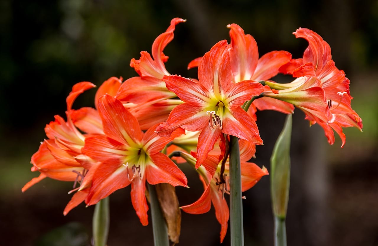 fiori di hippeastrum