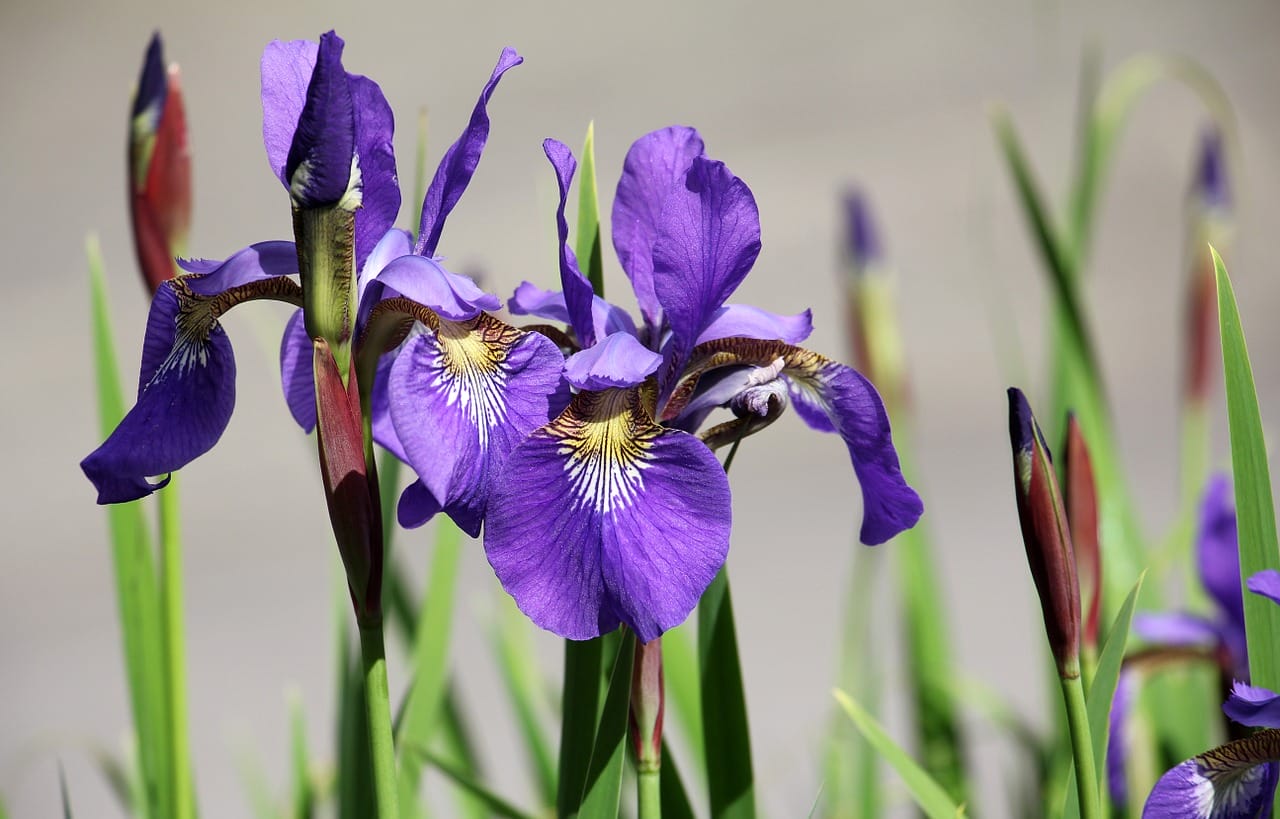 iris