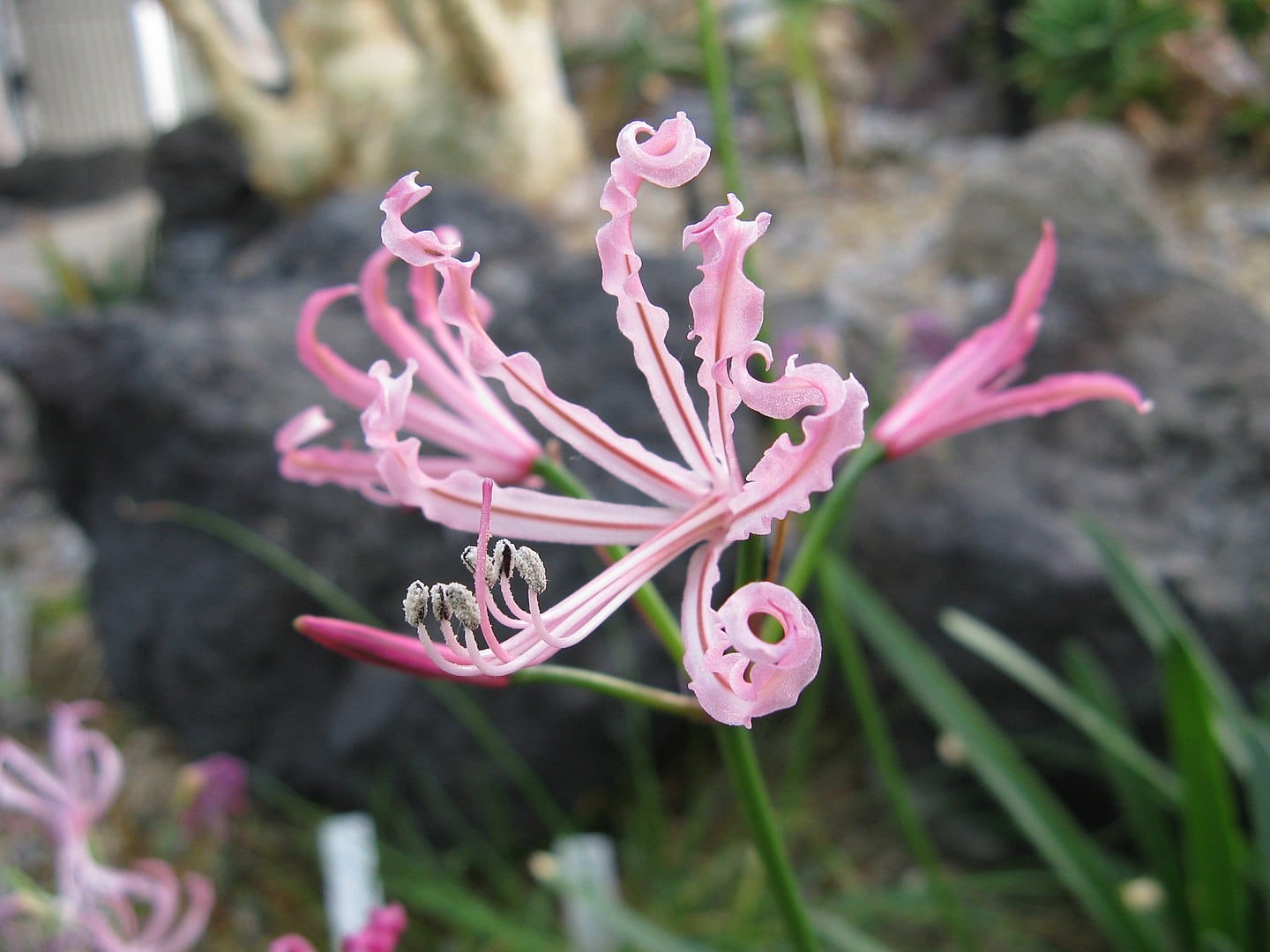nerine