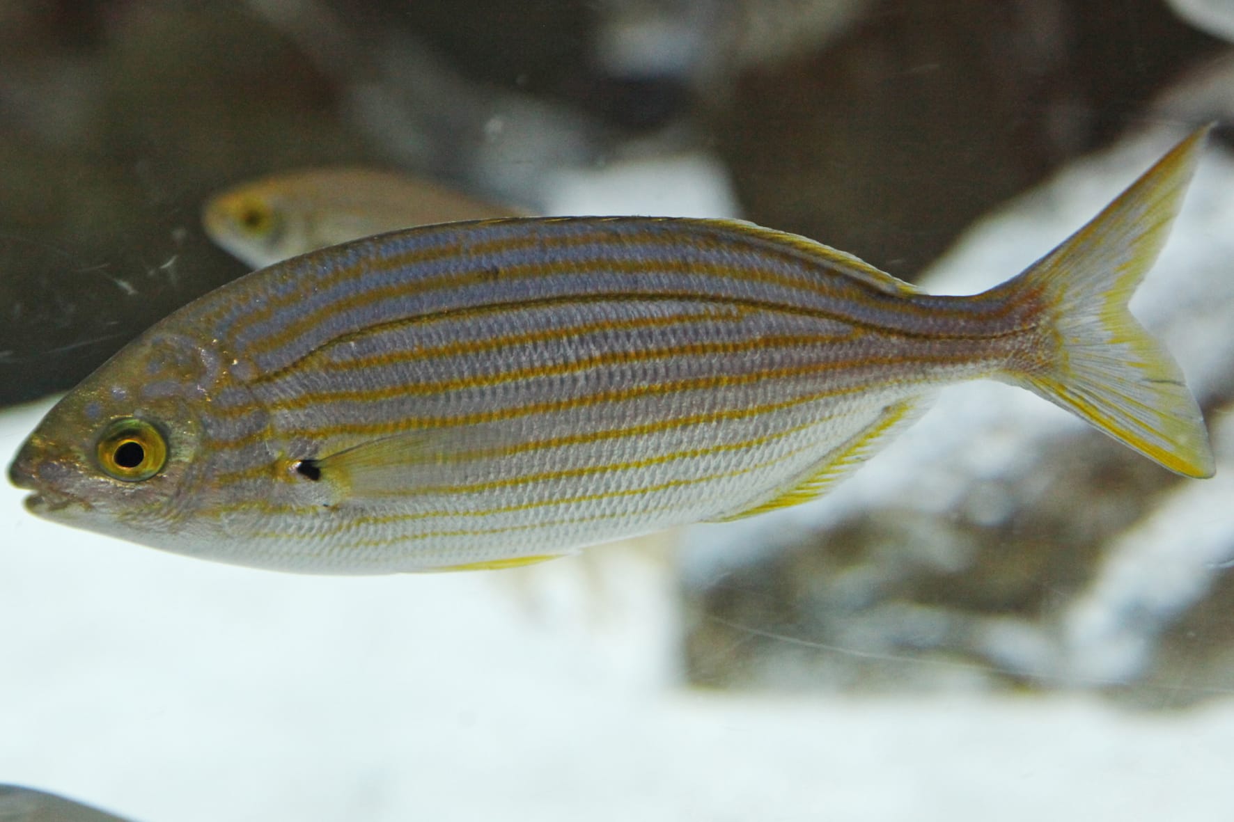 pesce sarpa salpa