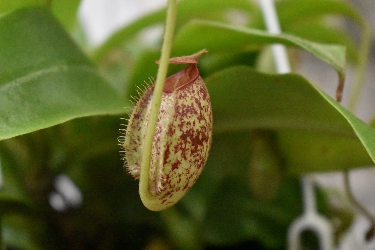 pianta nepenthes