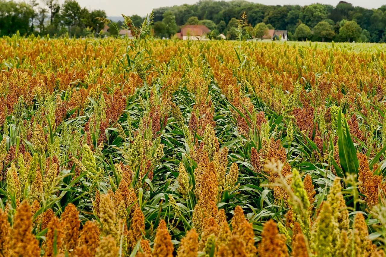 sorgo