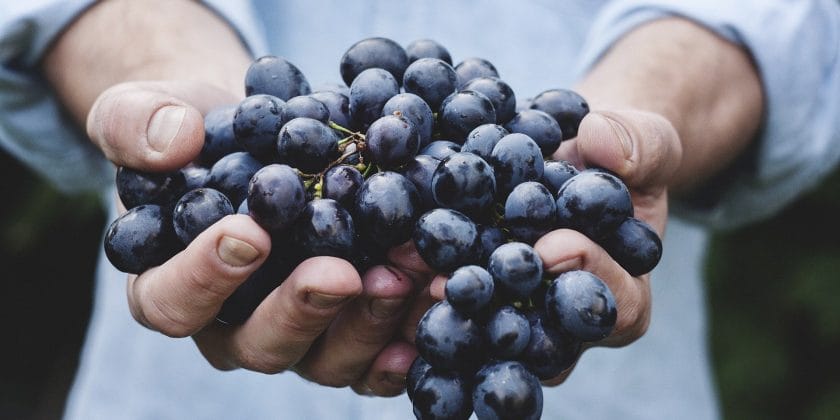 benefici uva
