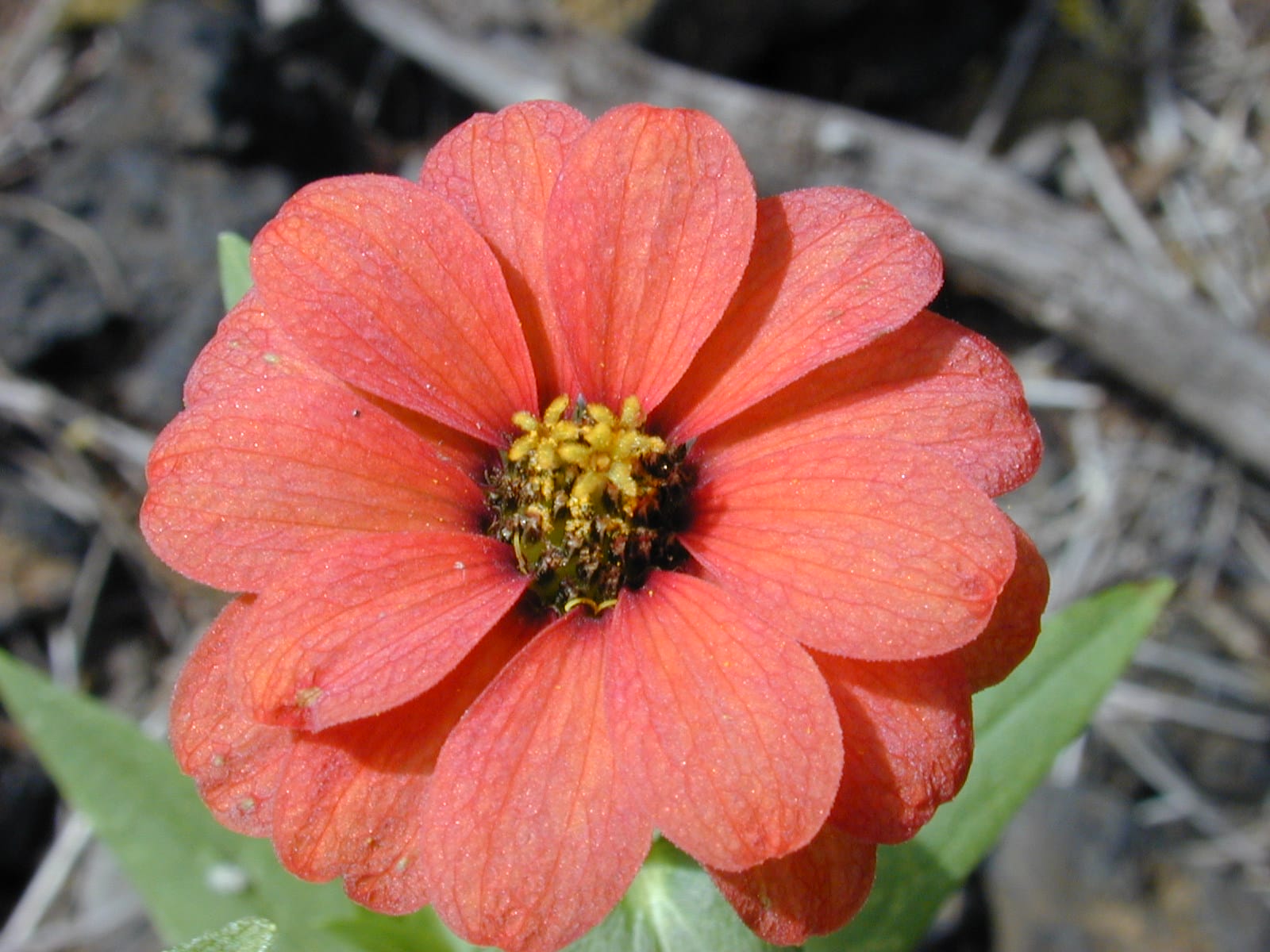 zinnia