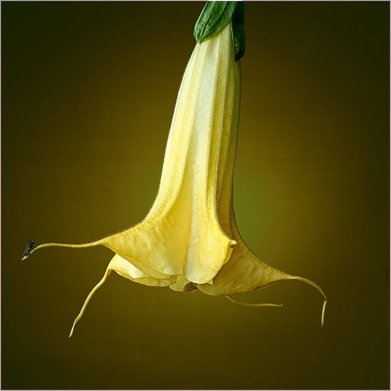 Datura