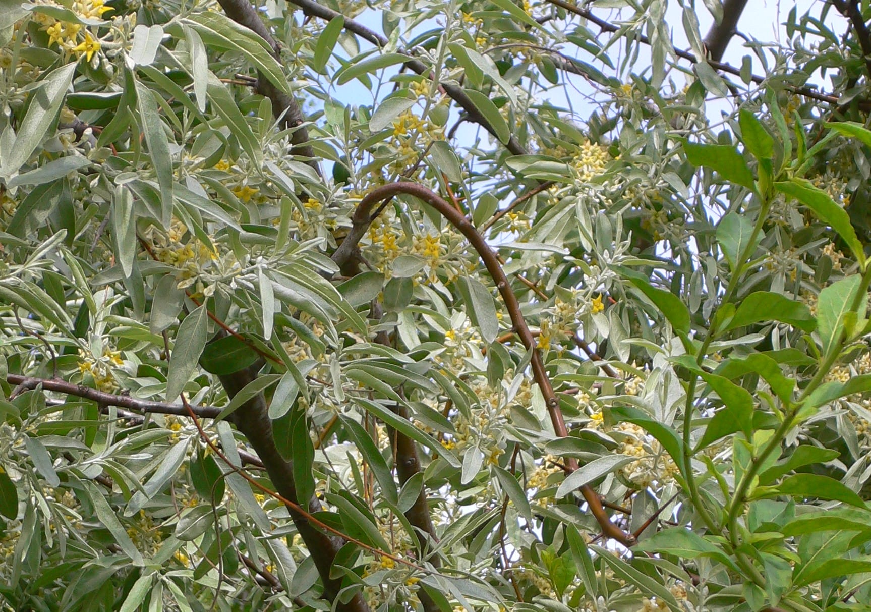 Elaeagnus