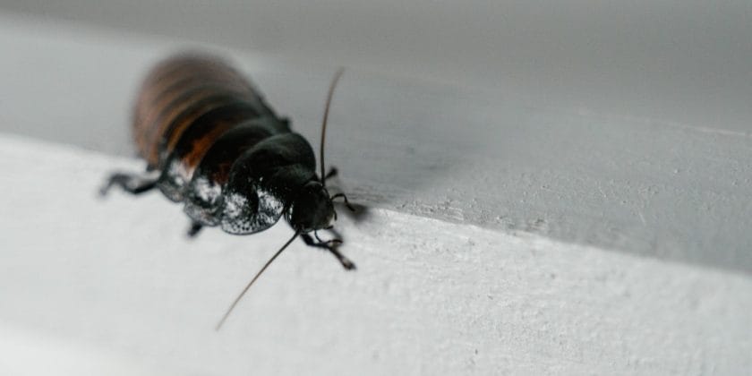 Rimedi contro gli scarafaggi in casa