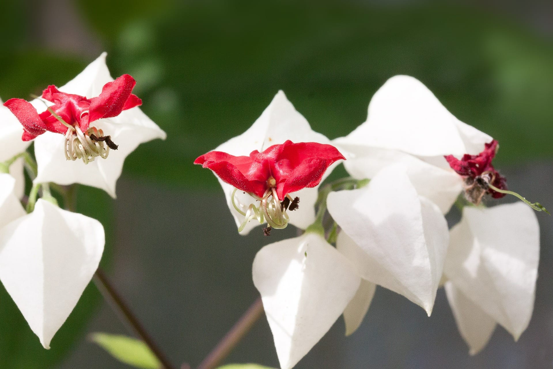 Clerodendrum orchidea