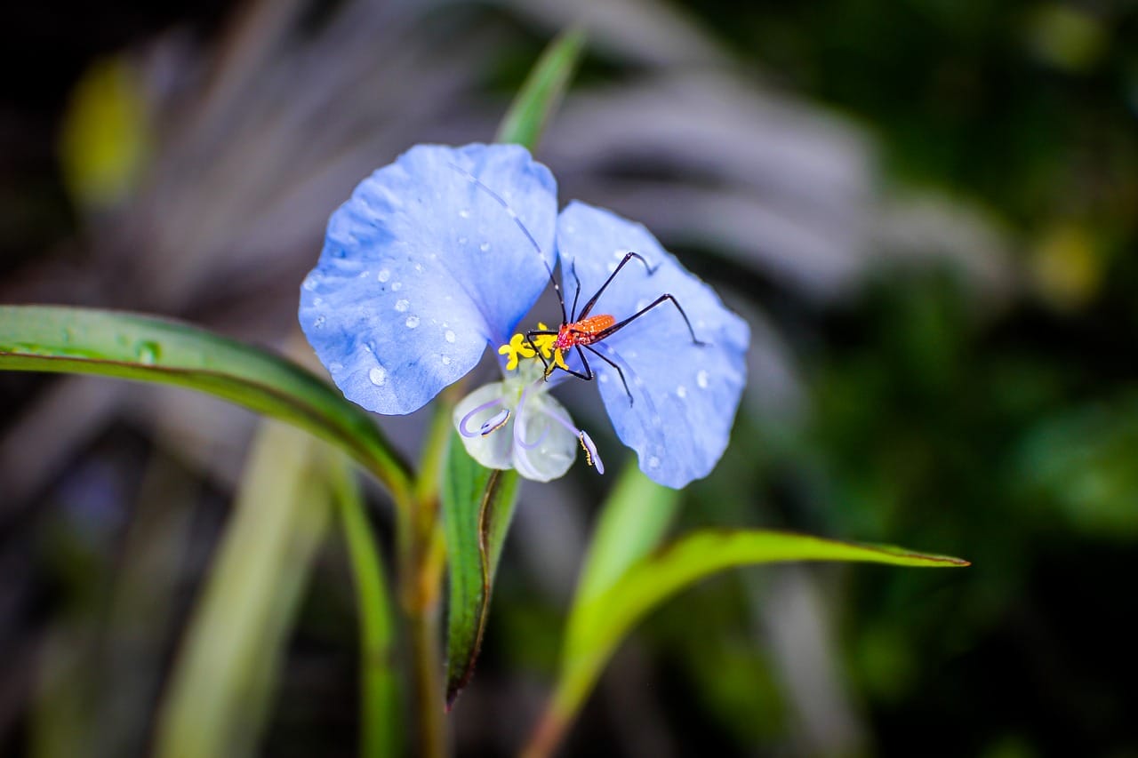 commelina