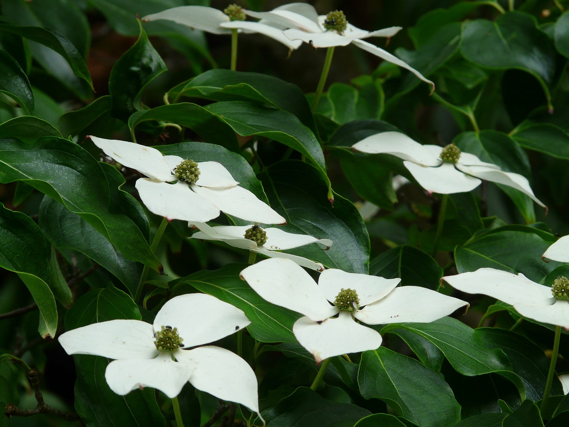 cornus kousa