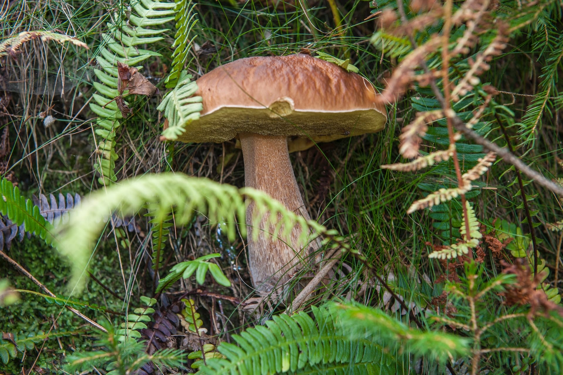 funghi