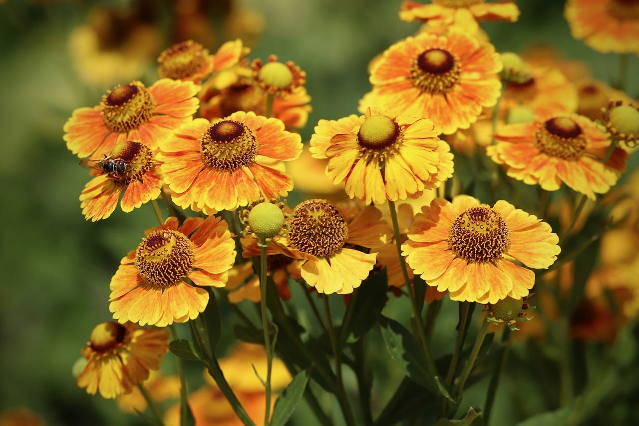 helenium