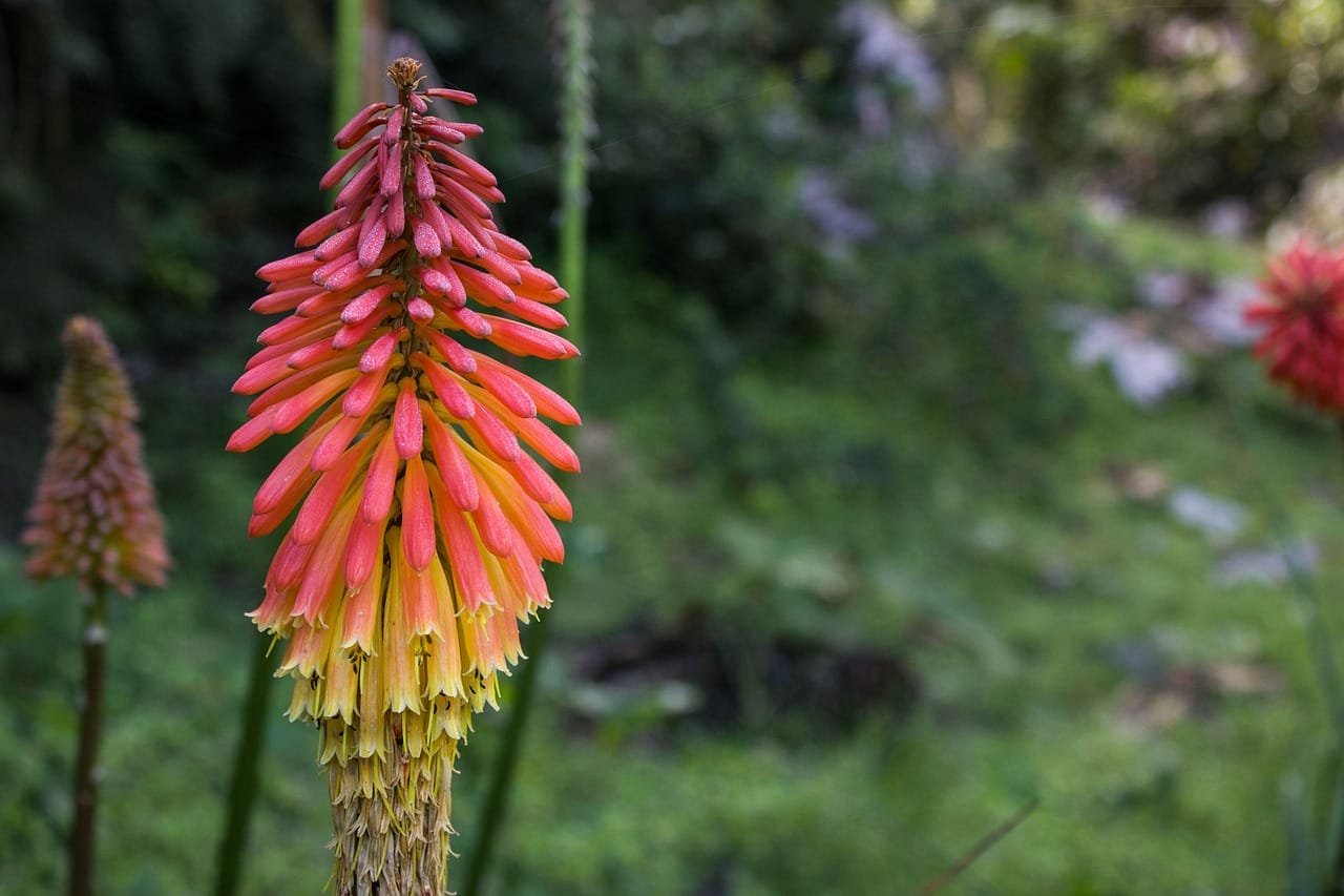 kniphofia tritoma