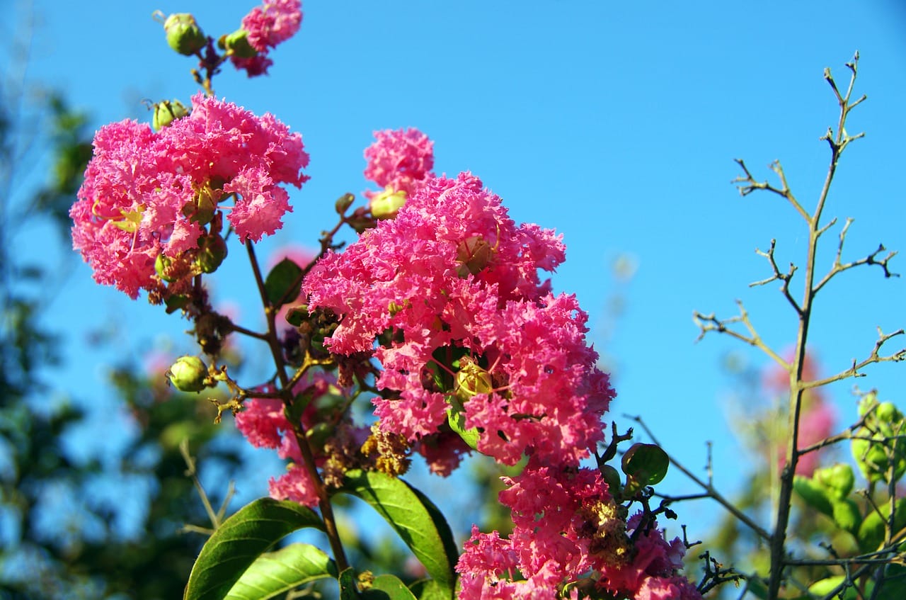 Lagerstromia