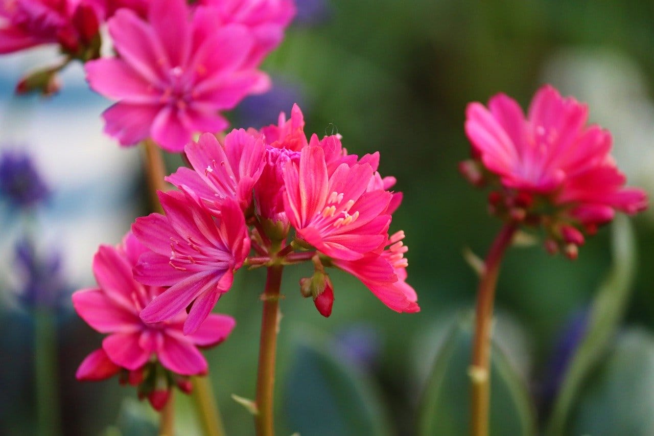 Lewisia cotyledon