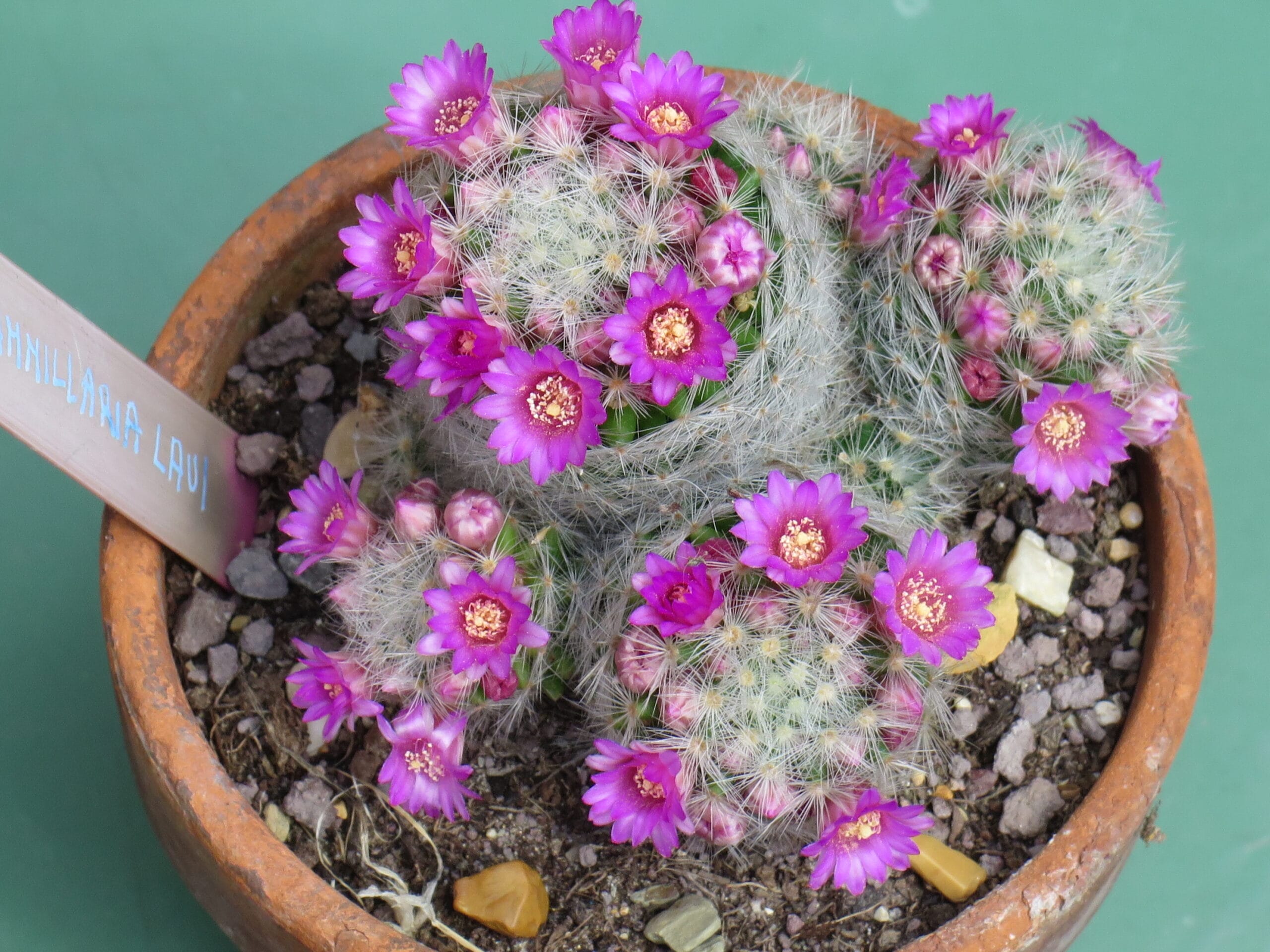 mammillaria pianta