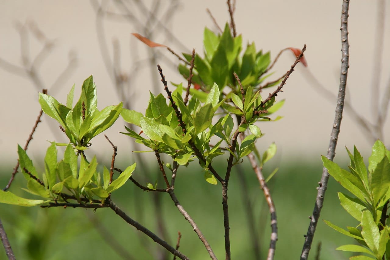 Myrica cerifera