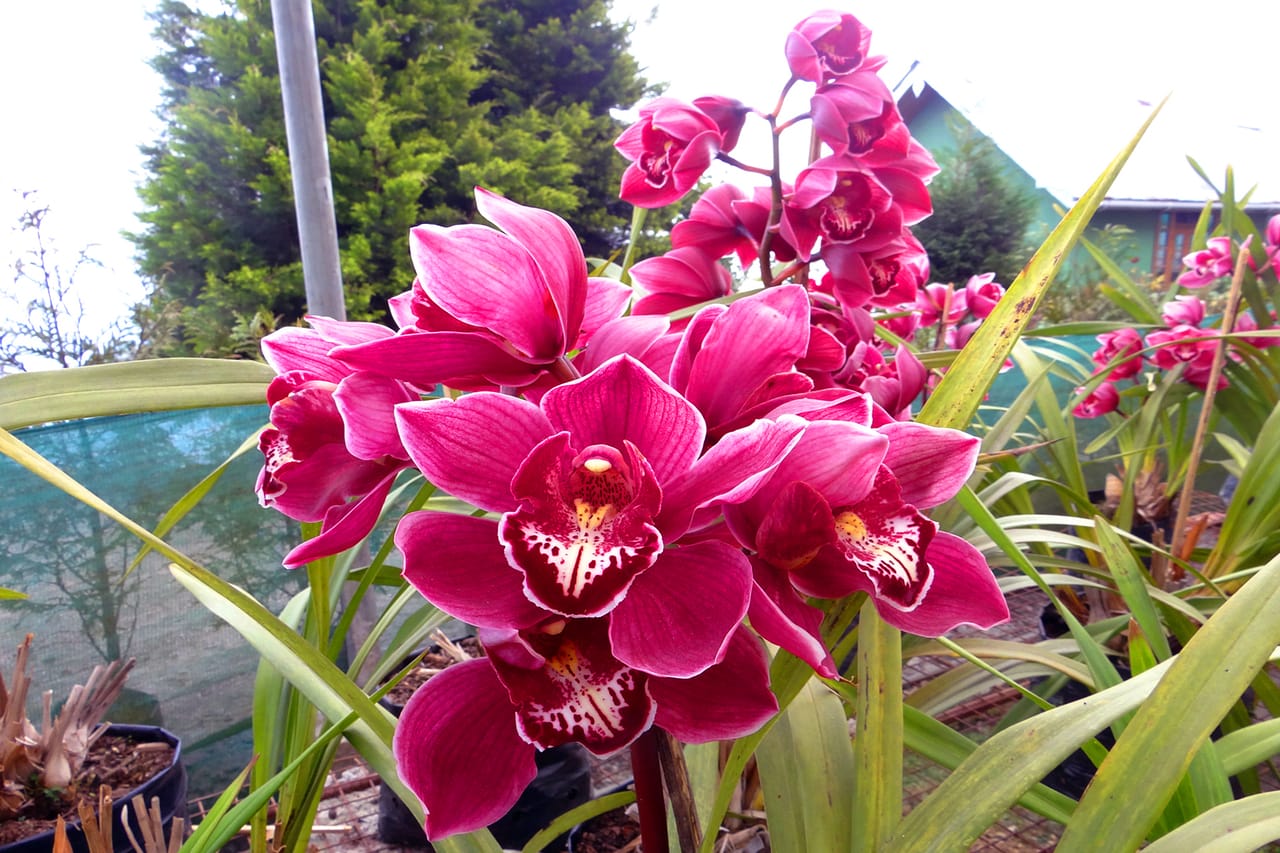 orchidea