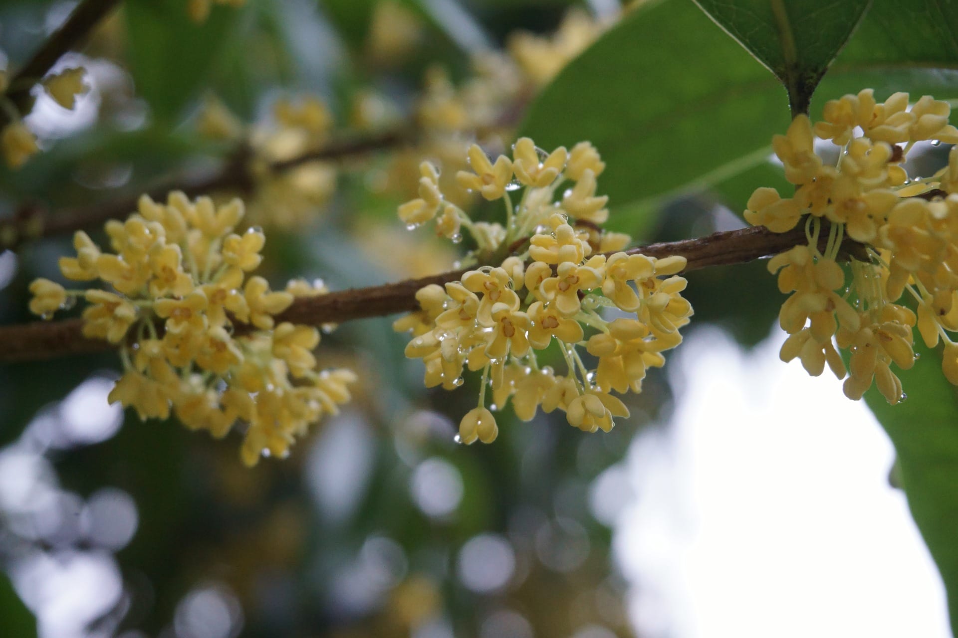 osmanthus