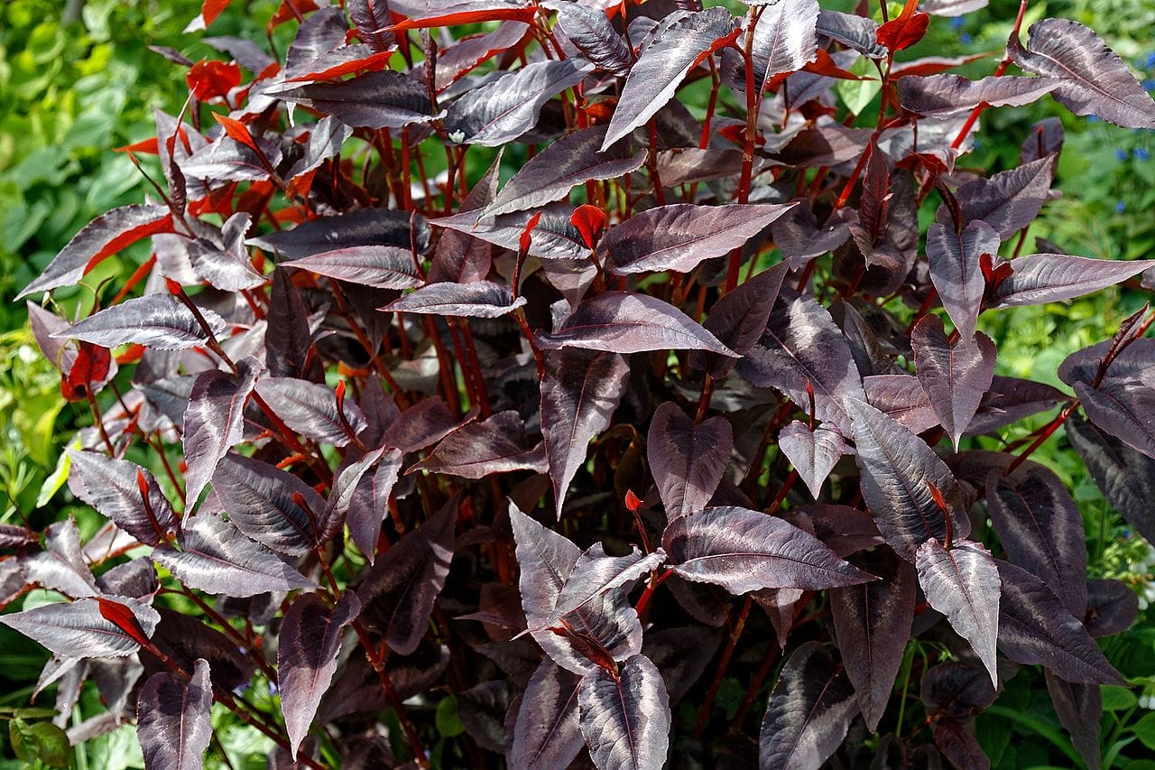 Persicaria Red Dragon