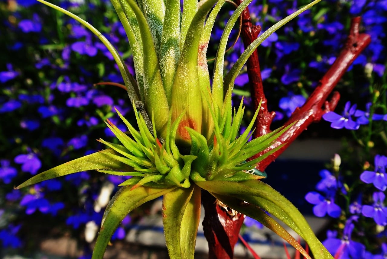 pianta di tillandsia