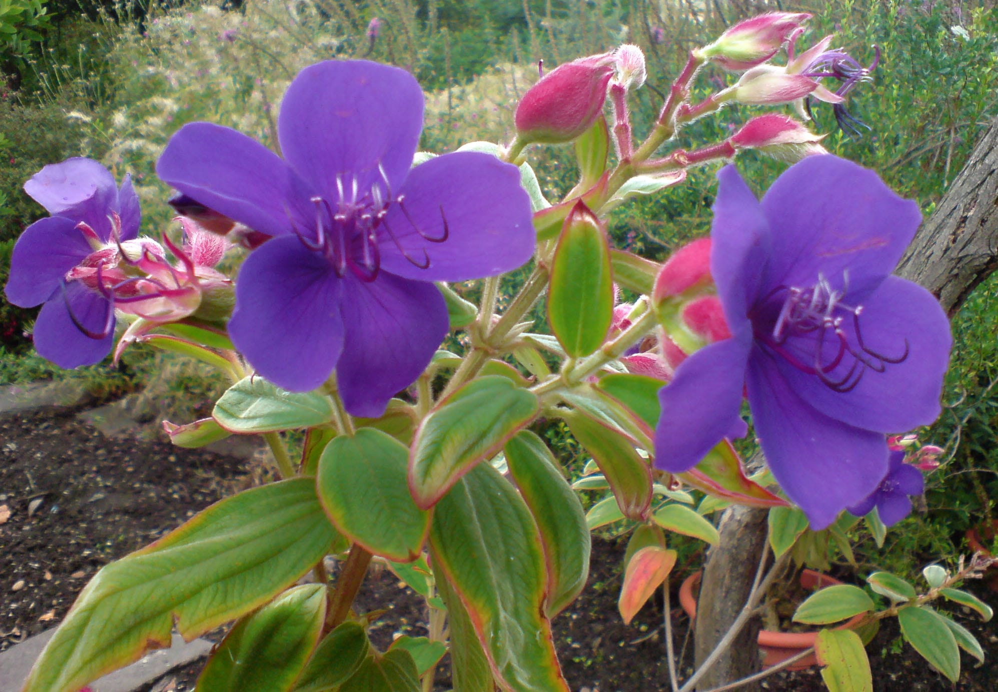pianta della tibouchina