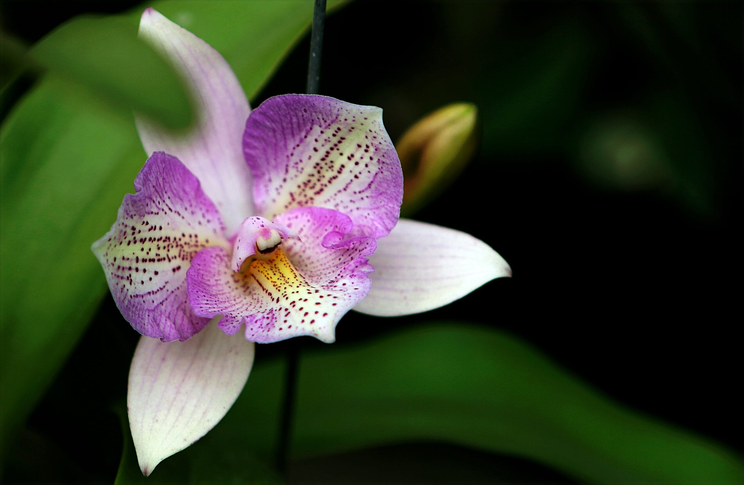 Ecco l'orchidea meravigliosa dai fiori grandi e colorati che tutti gli  ospiti ci invidieranno