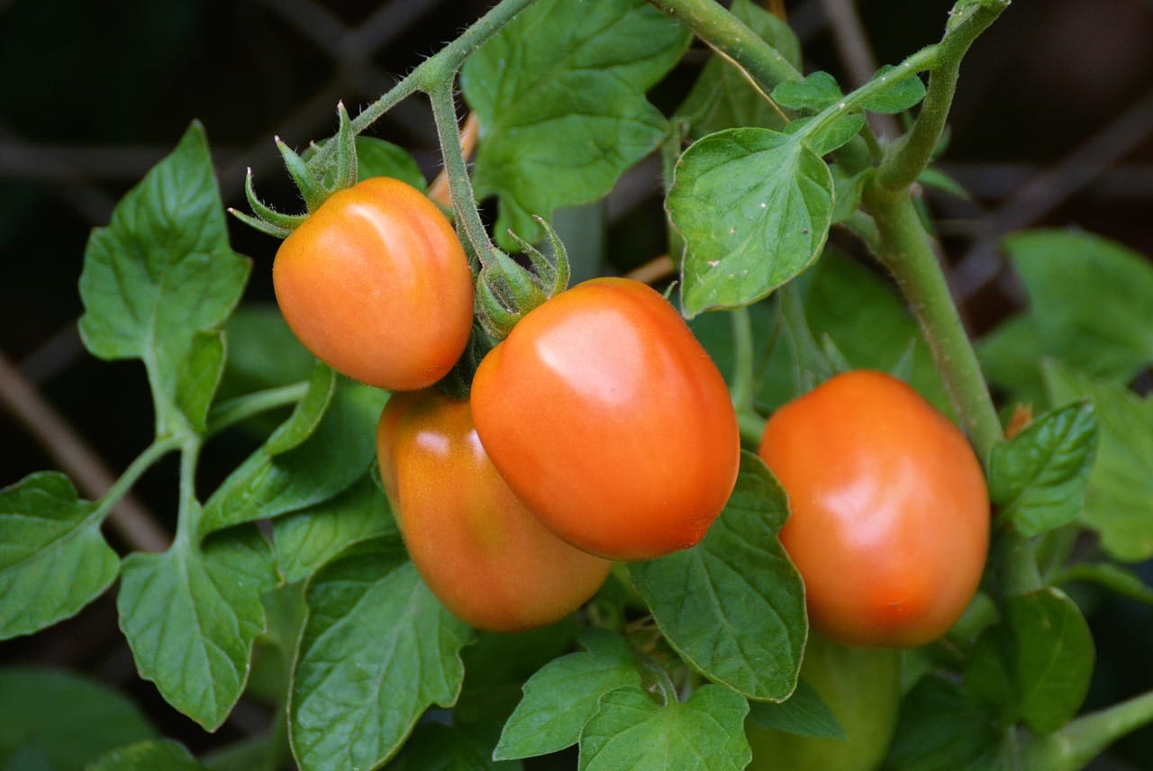 pomodori