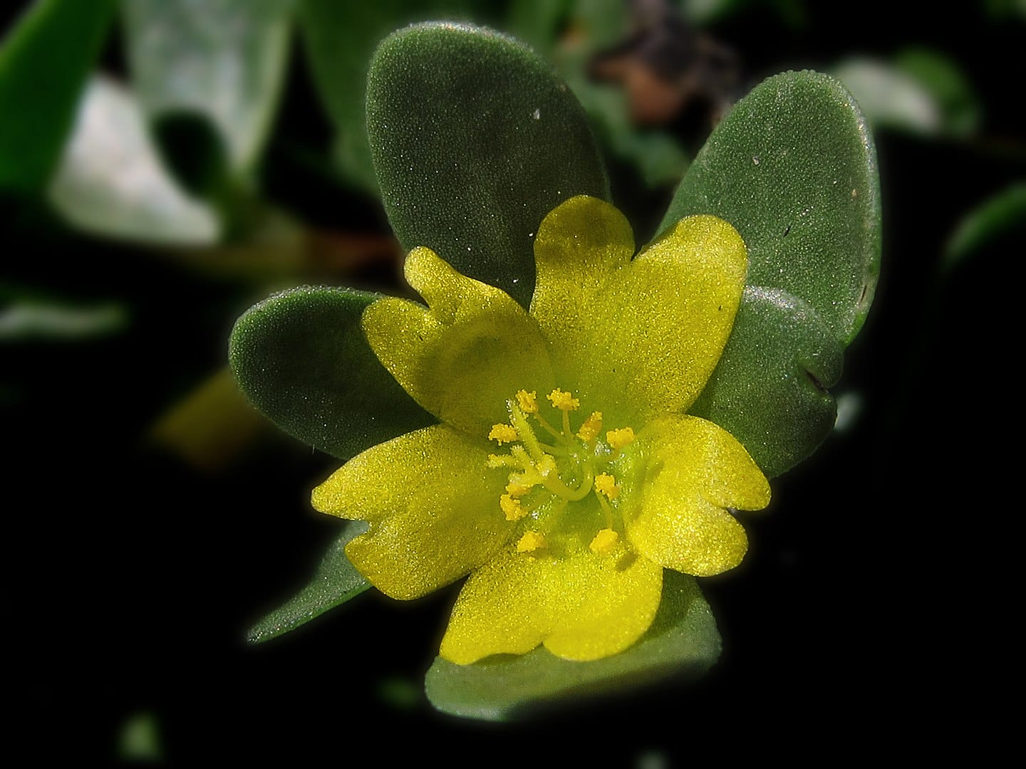 Portulaca
