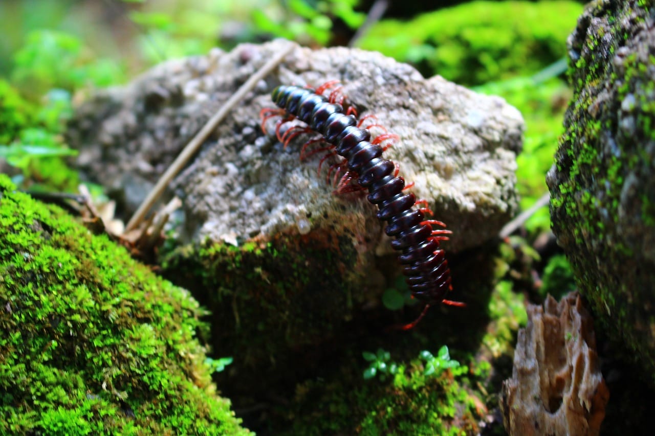 scolopendra