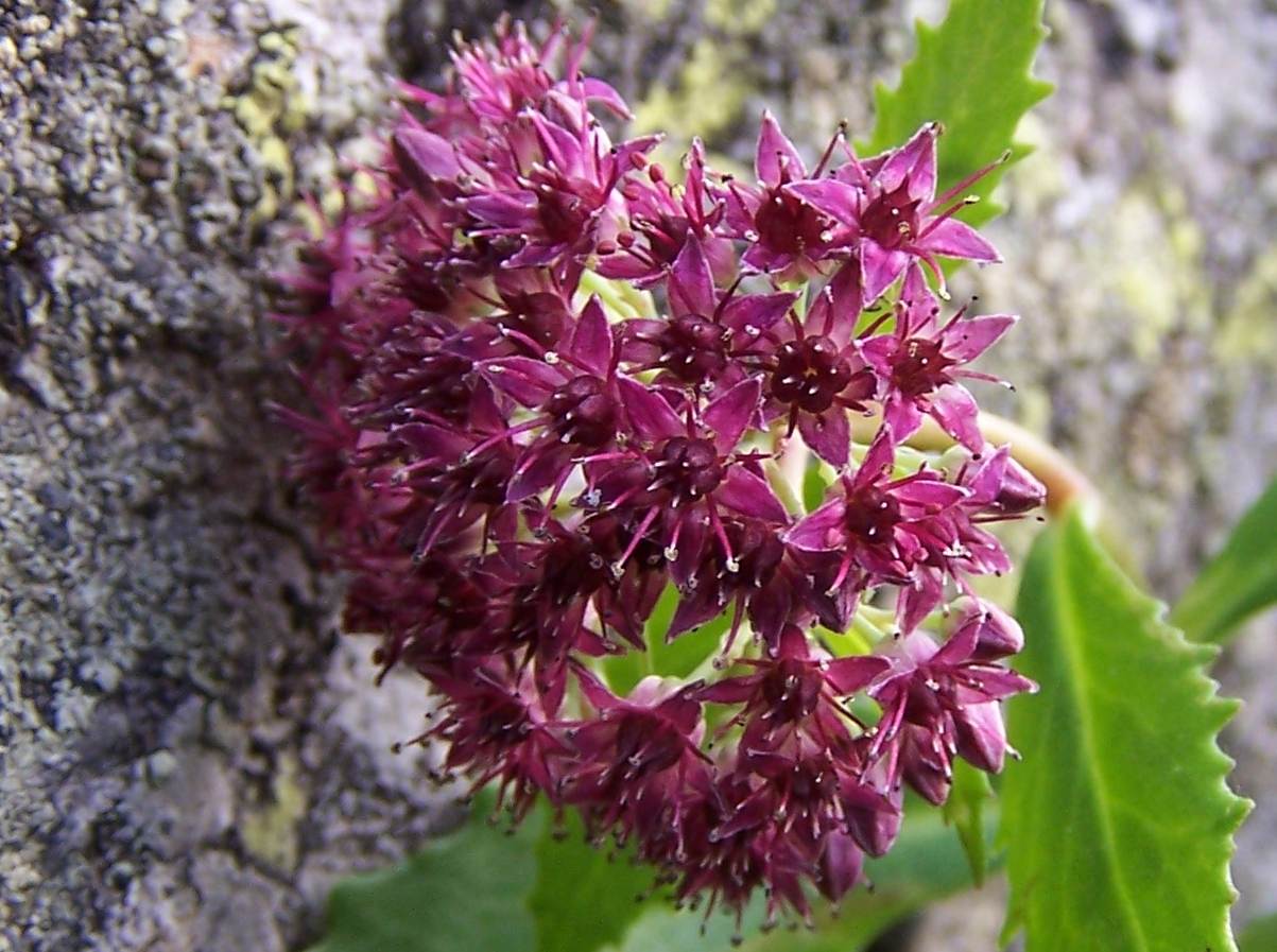 Sedum telephium