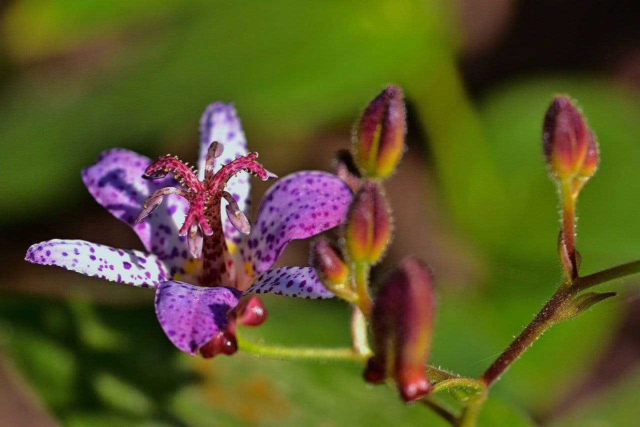 tricyrtis hirta