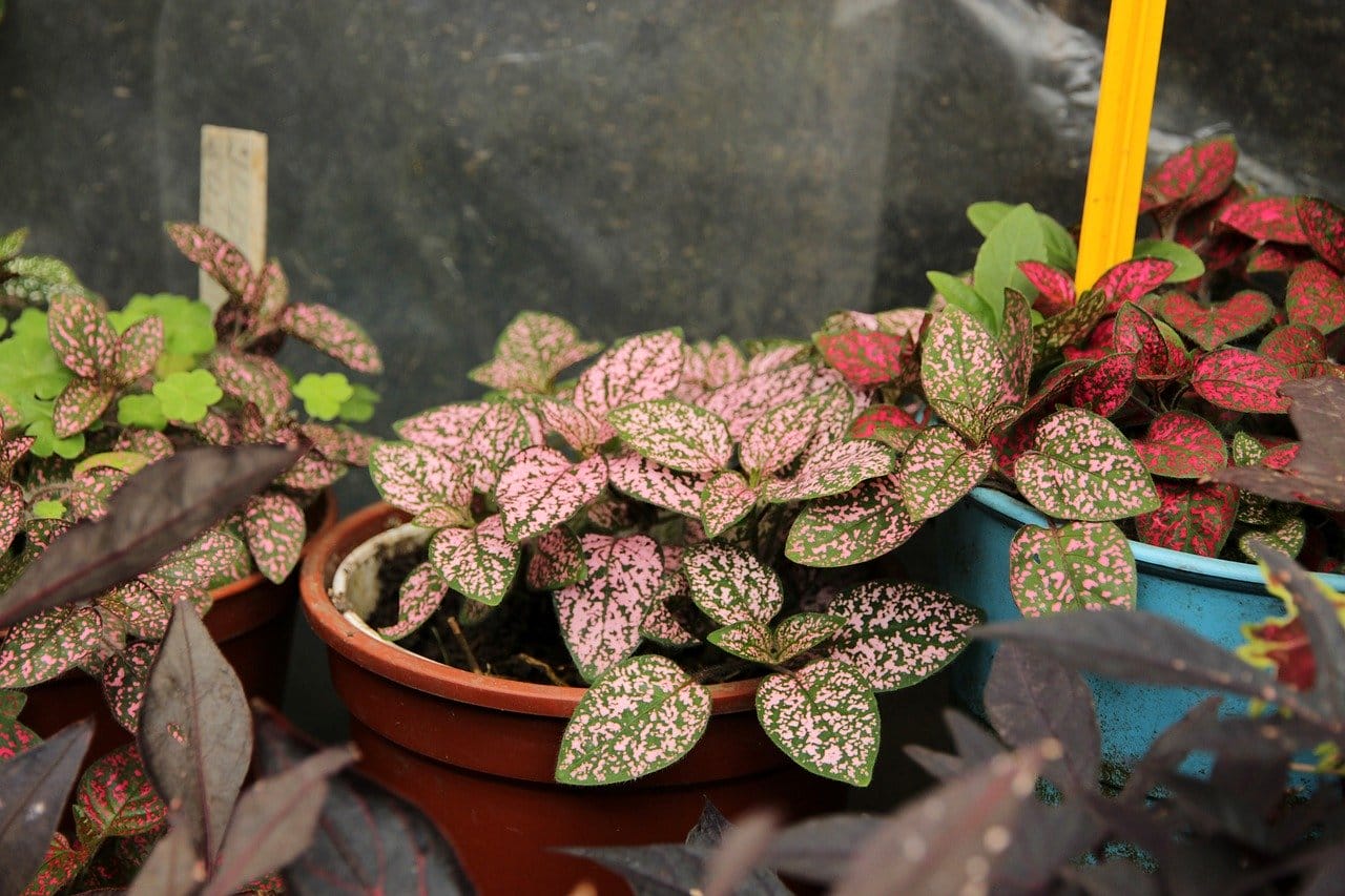 Hypoestes