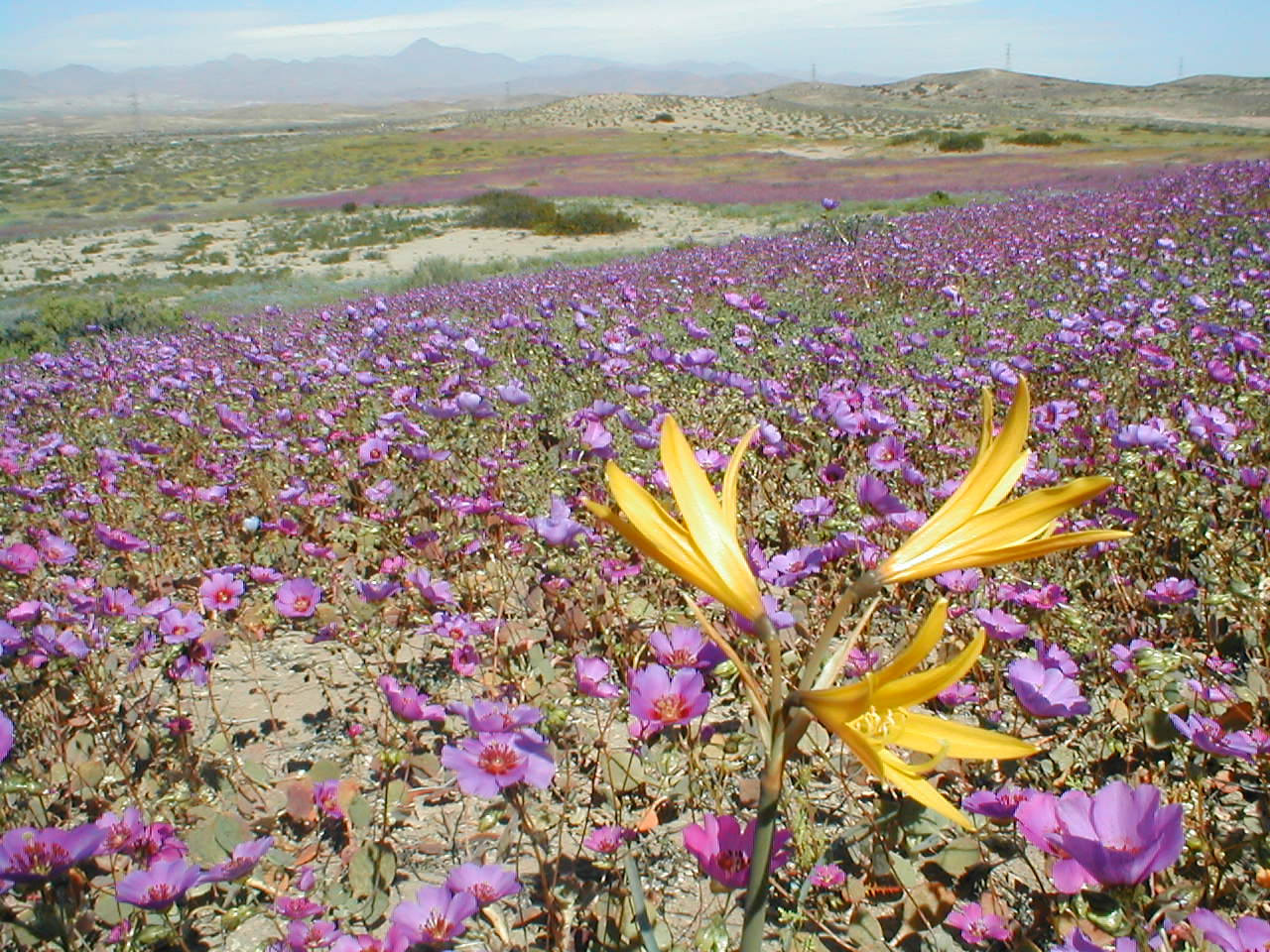 atacama