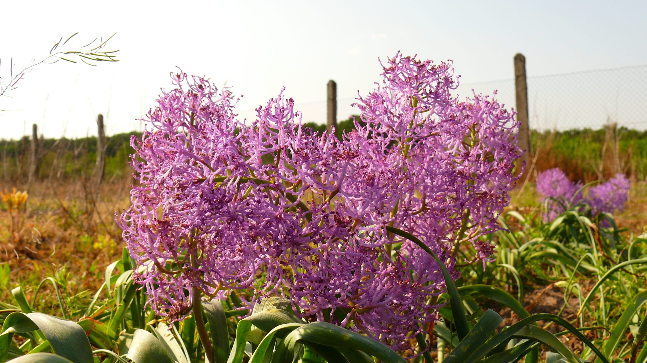 bulbi dei lampascioni