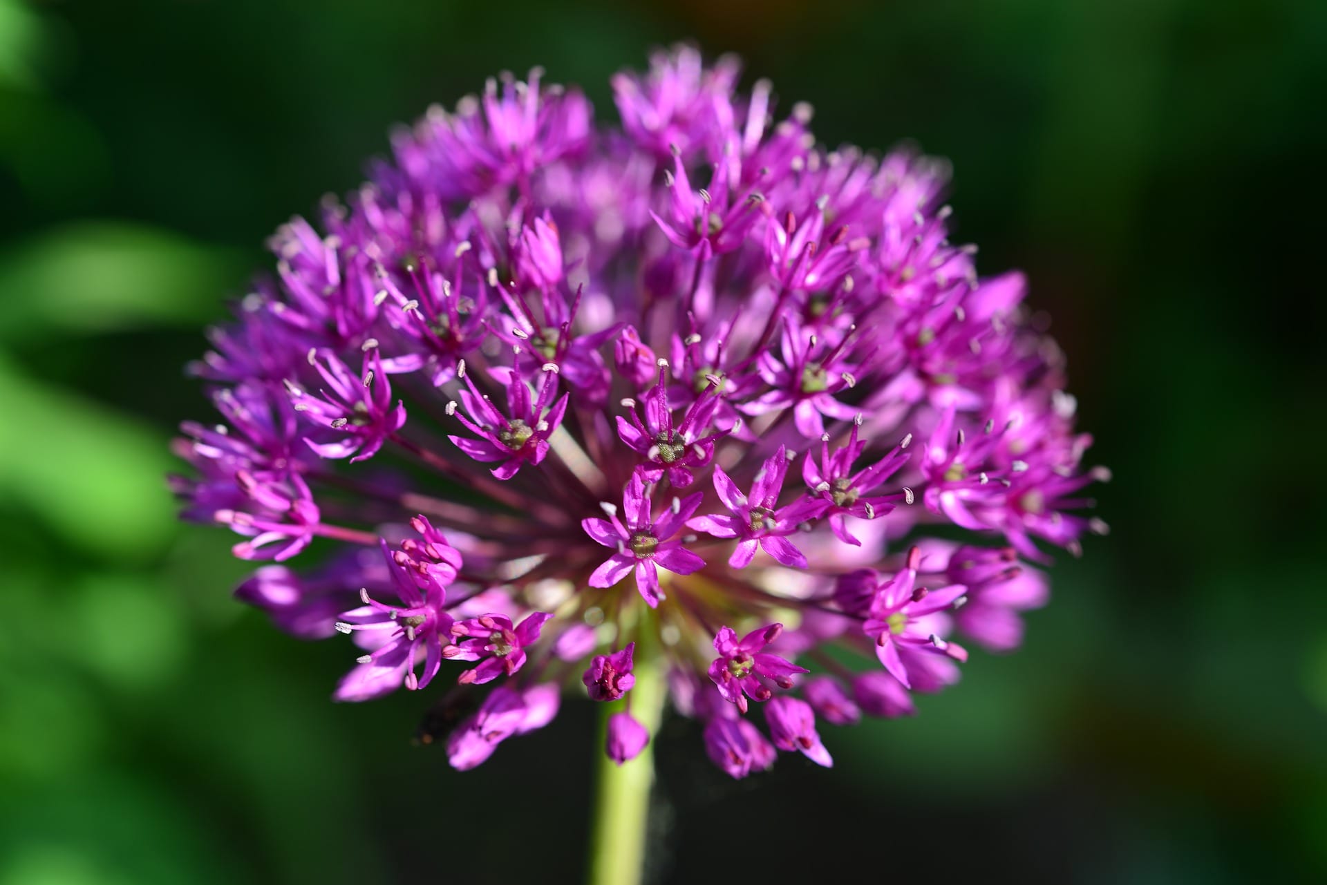 bulbo Allium