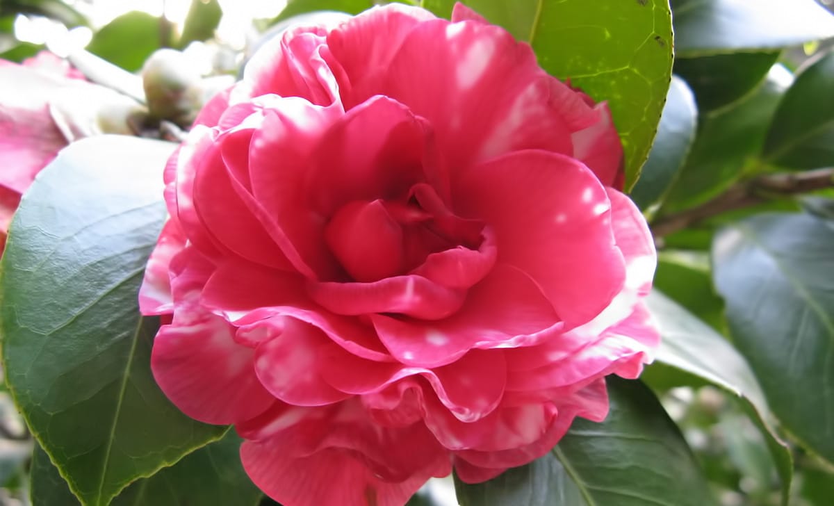 camelia
