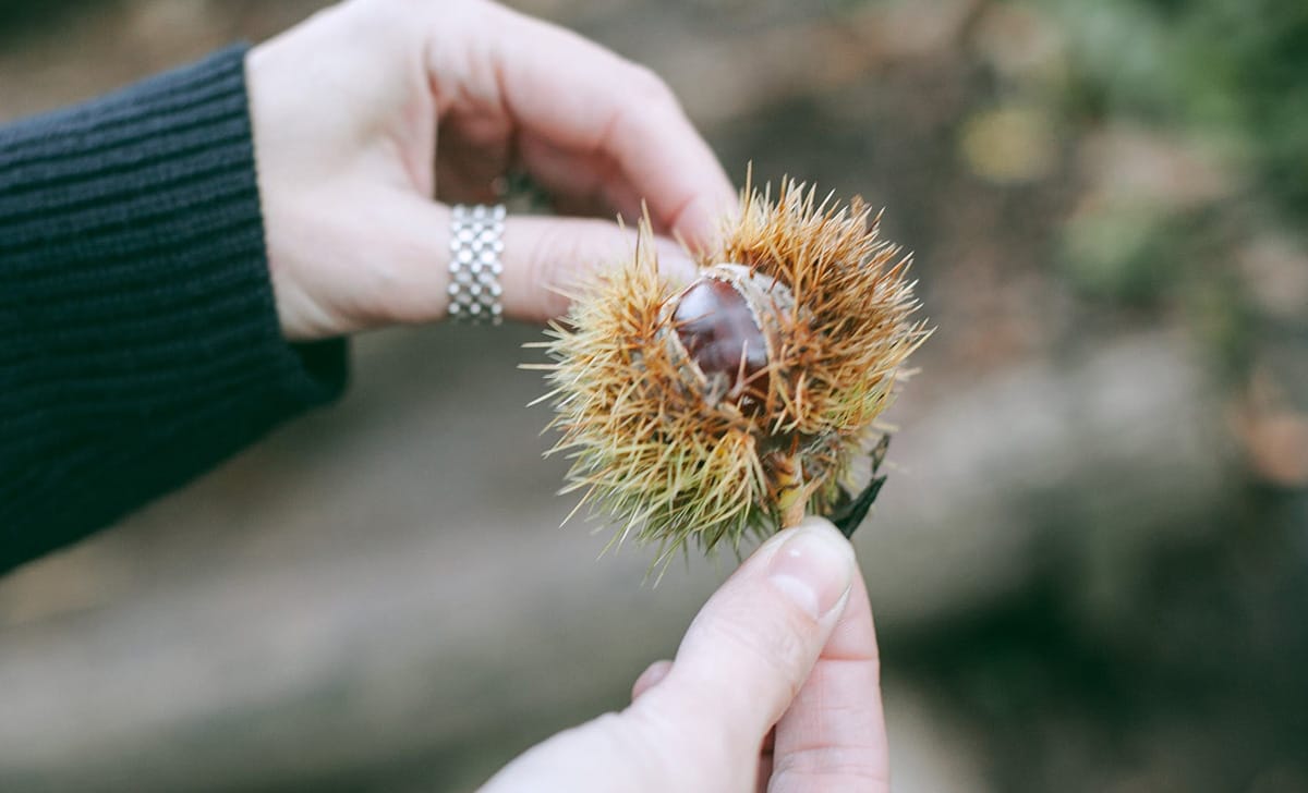 castagne