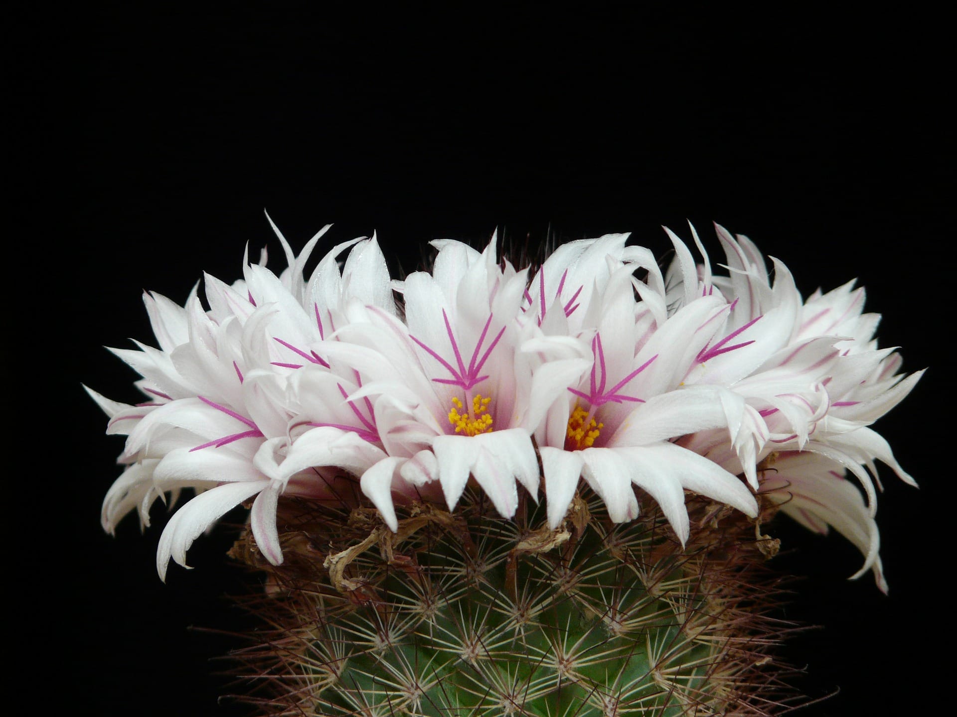 Mammillaria