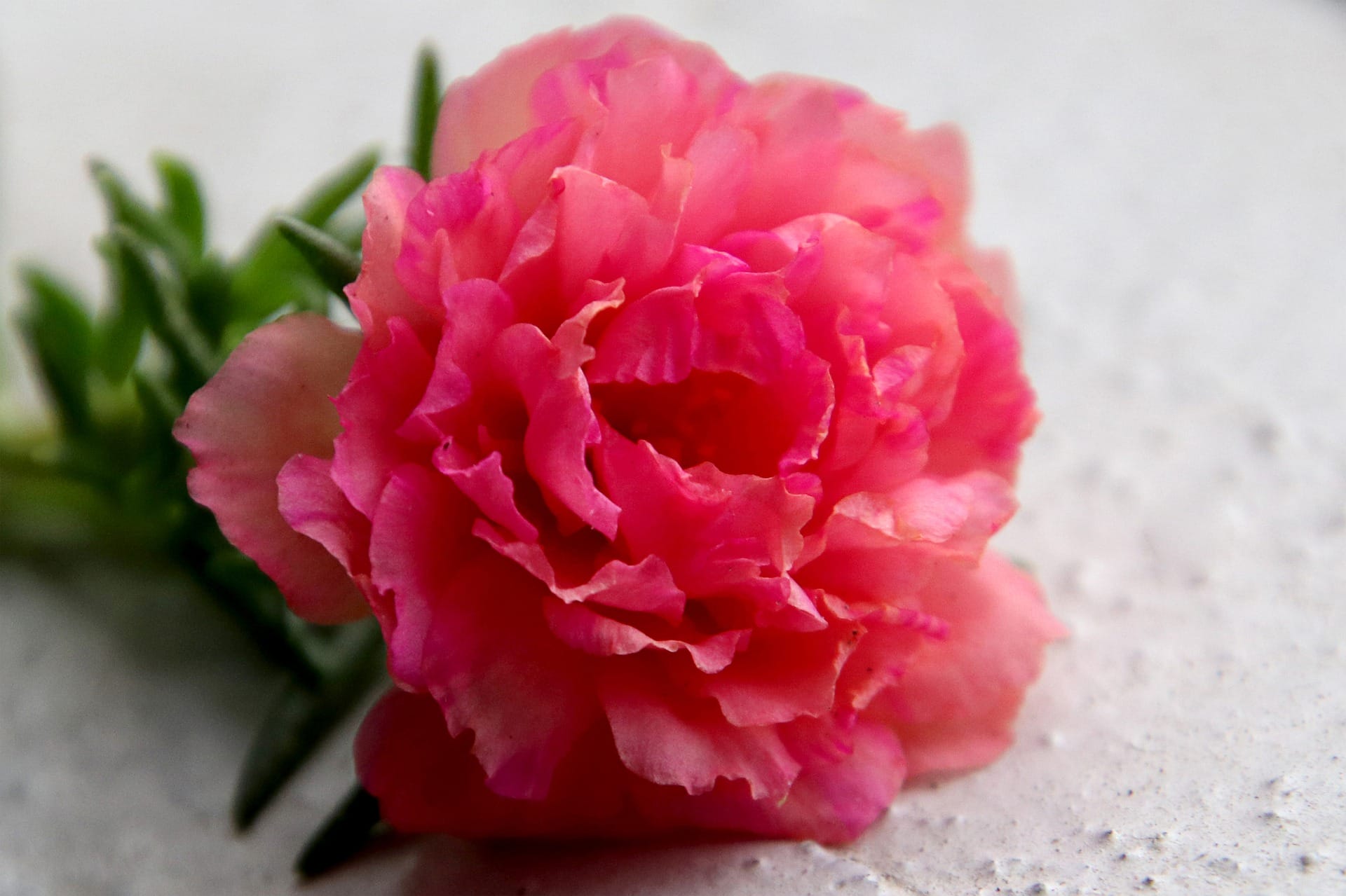 pianta della portulaca